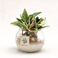 가꾸지오 수경식물 물방울글라스 16종 DIY SET, 물방울글라스-호야, 1세트