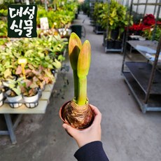 아마릴리스 구근 구근식물 레드 적색 소품 대성식물, 1개