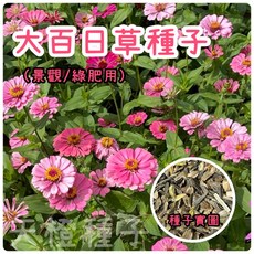 大百日草種子 混合花色 易於種植 花園庭院盆栽, 1個