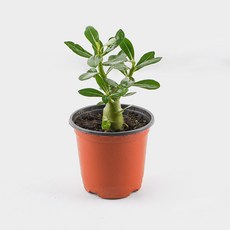 갑조네 석화 사막의장미 아데니움 오베숨 바오밥나무 실내식물, 단일, 1개