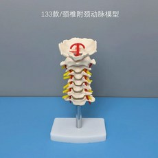 3B Scientific A82 인체모형 무릎, T. 133경동맥이 있는 경추