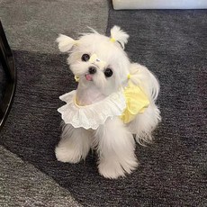 DFMEI 寵物貓咪狗狗可愛馬卡龍公主風蕾絲裙夏季衣服薄款防掉毛馬爾濟斯, 1個, 馬卡龍黃