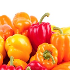 노씨고집 국내산 정품 혼합 파프리카, 1개, 1kg (정품)