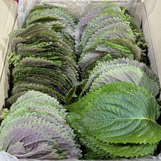 농진사 국내산 찹찹이 깻잎, 1개, 1kg