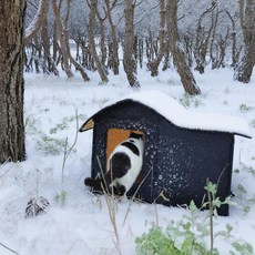 코지톡 길고양이 야외집 길냥이 겨울집 급식소 실외 숨숨집 하우스, 1개, 블랙