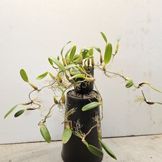 특별할인 ~볼보(암부로시아), 1개