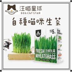 Petroyal 汪喵星球 貓草新鮮栽培盒-貓咪生菜 化毛 貓咪零食 貓草種植 貓蔬菜 貓野菜 貓青菜, 1個, 【汪喵】貓咪生菜*1盒