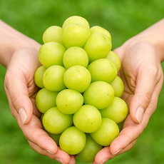 연둣빛보석 산지직송 고당도 탱탱청량한 샤인머스켓, 1개, 1kg(2수)