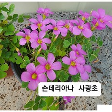 [플라워사랑] 사랑초 가을 겨울에 피는 꽃~ 샵 둘러보고 가세요~, 1개, 손데리아나, 손데리아나 사랑초