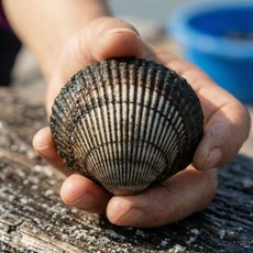 당일조업 한입가득 거제 피꼬막 왕특대, 1박스, 왕특대 1kg