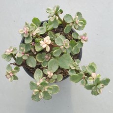 [앨리다육코리아] 화려하면서도 사랑스런 매력 다육식물 핑크 아악무 화분크기 7.5cm