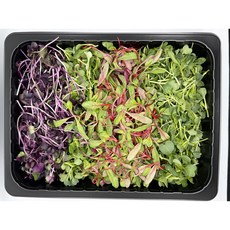 [새아누리] 베이비모둠(500g), 1개