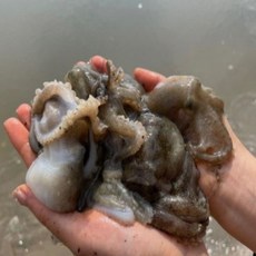 당일조업 알배기 활쭈꾸미 급속냉동 제철 쭈꾸미, 1개, 쭈꾸미 2kg(24미 내외)