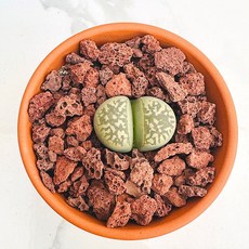 지어리 농장직송 산아래 다육이 생명력최고 키우기쉬운 공기정화 전자파차단 하월시아 다육 식물 선인장, 1개, 럭셔리