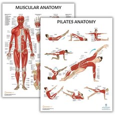 해부학 실험실 근육 및 골격 포스터 세트 2 팩 적층 생리학 17.3 x 22.5 인치 다이어그램 인체, Pilates + Muscular