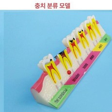 구강 치아모형 치주 치아모델 분류 실습 부식 치과 이빨, 충치 분류, 1개