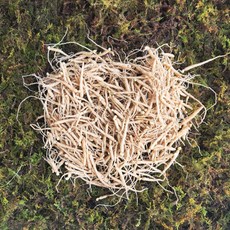 새싹용 인삼 묘삼 1년근 (미선별) 수경재배 및 심는용 1채 750g 1000~1300뿌리, 1개