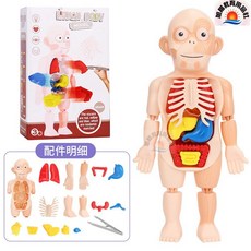 旭陽教育用品社 人體模型教具/人體構造模型/兒童科普人體器官模型/人體器官構造模型/人體器官組裝教學模型/人體模型拼裝, 詳見包裝