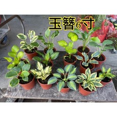 霏霏園藝玉簪6寸特價:進口玉簪苗 清新優雅 為您的庭院增添自然氣息