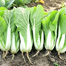 포천 사계절청년농부 김치용 어린 열무 얼갈이 산지직송 정량 포장, 1박스, 얼갈이 4kg