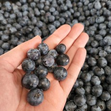국내산 생 블루베리 (팩당 100g), 1개, 대과