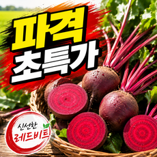 [최저가도전] 아삭하고달달한 제주산 산지직송 레드비트, 1박스, 1kg