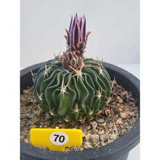 [가람다육] 천파만파 선인장, 1개, 천파만파70