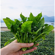 [재구매1위] 산지직송 국내산 포항초 시금치, 1박스, 300g