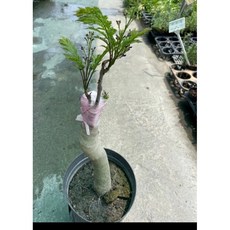 霏霏園藝 藍花楹嫁接苗 高度50-60公分, 比較組2500元