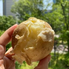 꿀품 강원도 수미 감자 햇감자, 2kg (대), 1개