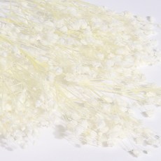 화연양화 표백 안개꽃 10색 한다발 프리저브드플라워, 01 화이트