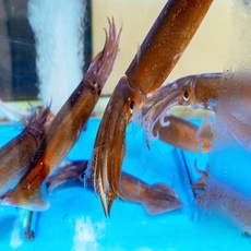 <국내배송> [급냉] 통찜용 총알 한치 500g (15~25미) – 부드럽고 쫄깃한 식감, 1개