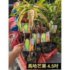 霏霏園藝 馬哈芒果 4.5吋