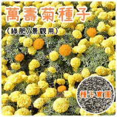天橙種子 花海萬壽菊種子 田間綠肥 景觀美化 減少線蟲危害 全年可播種, 1個, 100公克（約30坪）