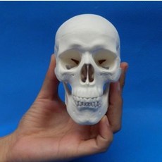 해부학 사람 모형 교육 두개골 해골 골격 해부 교구 실습 소형 안구 신체, 10cm 3단 두개골, 1개, 기본 색상
