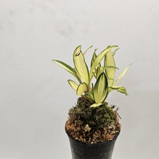 긴기아난~황조(무늬종), 1개