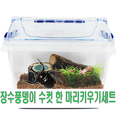 장수풍뎅이 수컷 한마리키우기 중형세트 곤충포함 대형성충, 1개, 장수풍뎅이수컷중형키우기세트