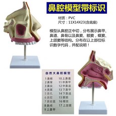 비강 구강 모형 실습 인후 단면도 호흡기 해부학 발성 해부 기관, 식별지침이있는비강