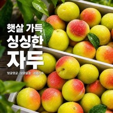 새콤달콤 후무사 자두 1kg 2kg 5kg국내산 여름 제철과일 신선배송 자두, 1개, 자두 선별,로얄과 5kg