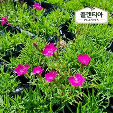 사계패랭이 진분홍 잔디패랭이 노지월동 야생화, 30개