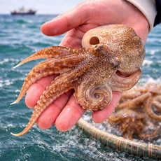 [국내산] 산지직송 자연산 활 알배기 쭈꾸미 1kg 알쭈꾸미 주꾸미, 1개