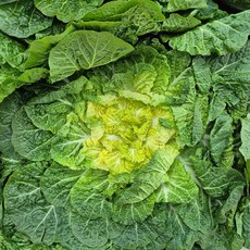 [제철특가] 산지직송 제철 햇 봄동, 1박스, 2kg