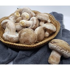 공주도담농원 생 송화고버섯 2kg(상), 2kg, 1개
