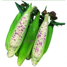 【野菜部屋~】N23 紫白雙色糯玉米種子 中早生品種, 1包