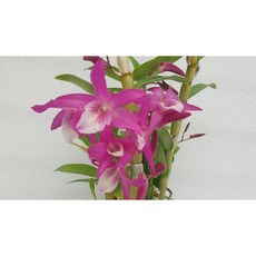 [신라난농원]덴드로비움.아까네.대품.석곡.진한핑크색.화려한색.아주좋은향.고급종.인기상품.꽃대있음.재입고.필독뒷사진참고, 1개