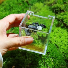 화산석 이끼 제주애기모람 미니정원 DIY키트 보육센터 씨앗 유치원 교육용 반려식물