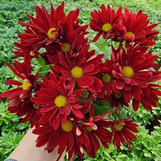 [무지개꽃/색상선택17종] 가드닝 국화 (꽃크기 6cm 소국 화분), 30. 빨강 홑꽃 (브리즈 다크레드), 1개