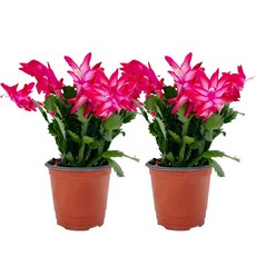 1+1 게발선인장 가재발선인장 겨울에 꽃피는 선인장, 게발선인장 1+1, 1세트