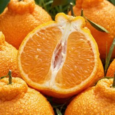 [당일초특가] 제주 한라봉 가정용 맛난이 못난이 당도선별 새콤달콤 투푸릇, 1개, 2kg