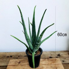 청년농부 알로에베라 알로에화분 식물알로에, 1개